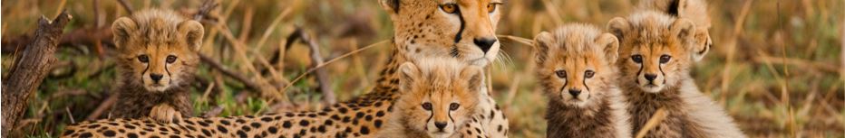 Wildlife Tour of South Africa