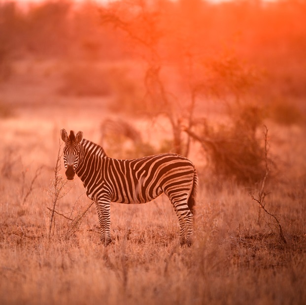 Dream Tour of Africa