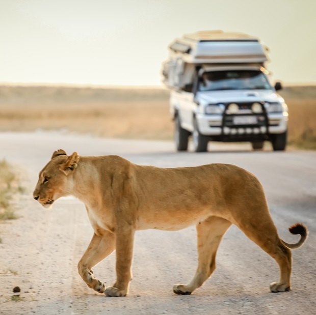 South Africa Safari Lion
