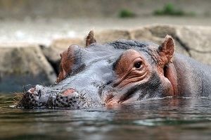 Hippo South Africa