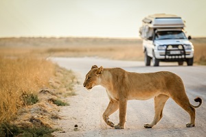 Safari Kruger National Park