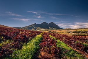 South African Wine